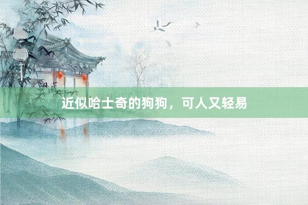 近似哈士奇的狗狗,可人又轻易